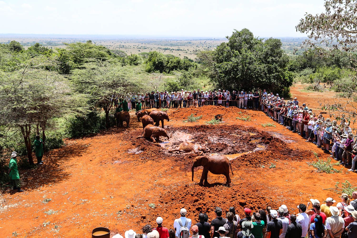 Nairobin ihme: villieläimiä kaupungissa ja norsuja mutakylvyssä