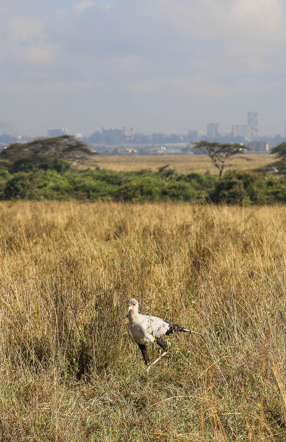 Nairobin ihme: villieläimiä kaupungissa ja norsuja mutakylvyssä